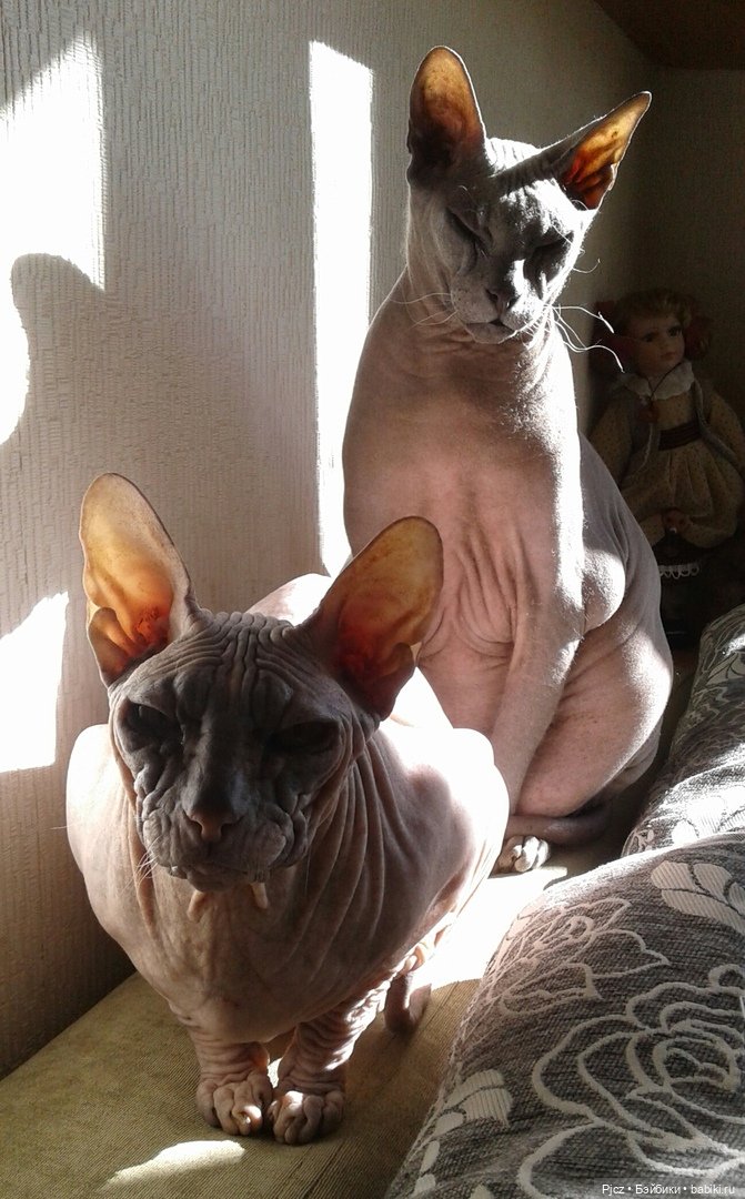 Недоделки и сфинкс | Бэйбики Недоделки и сфинкс — Лепка авторских кукол: полимерная глина (фото 3)