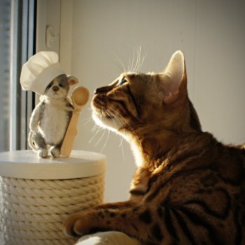 Караул! У нас завелась мышь, а кошки ее не ловят