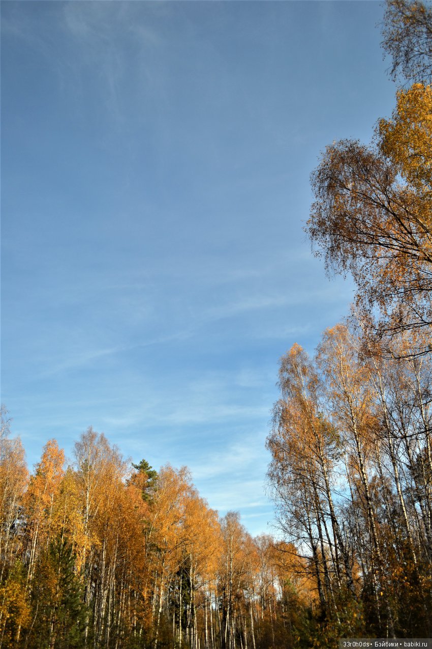 Октябрь уж наступил. Как Алина гуляла по осеннему лесу (фото 7)