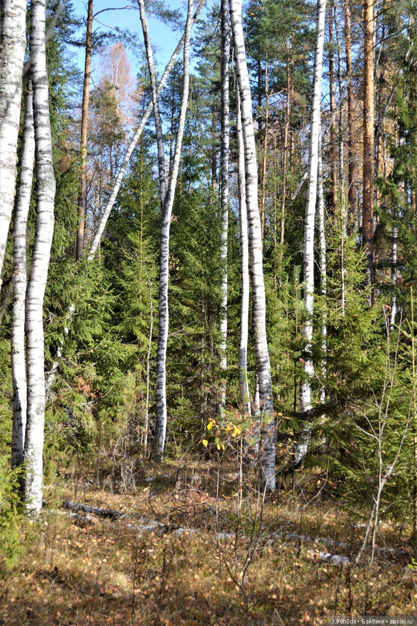 Октябрь уж наступил. Как Алина гуляла по осеннему лесу (фото 9)