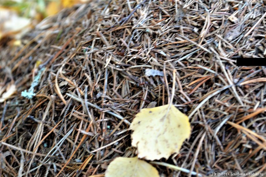 Октябрь уж наступил. Как Алина гуляла по осеннему лесу