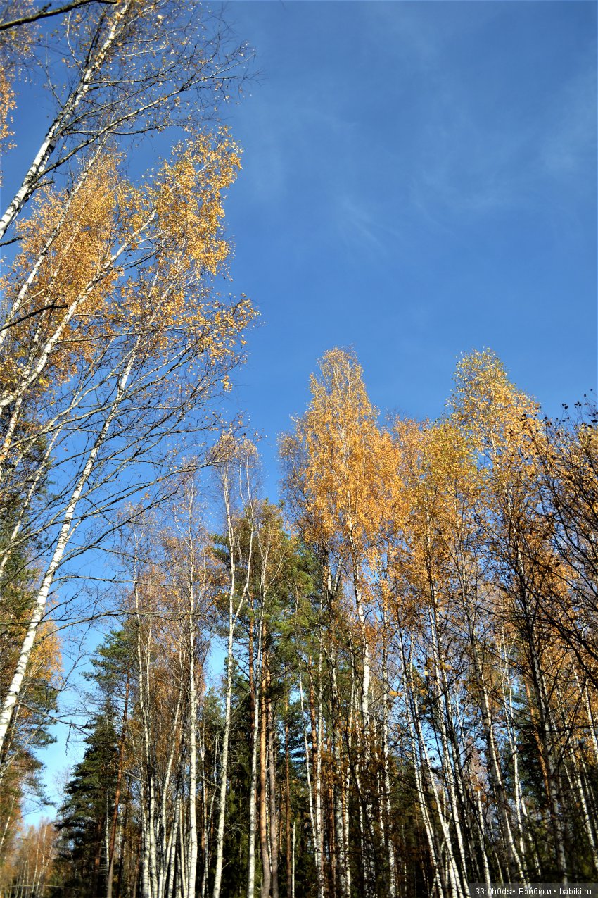 Октябрь уж наступил. Как Алина гуляла по осеннему лесу (фото 8)