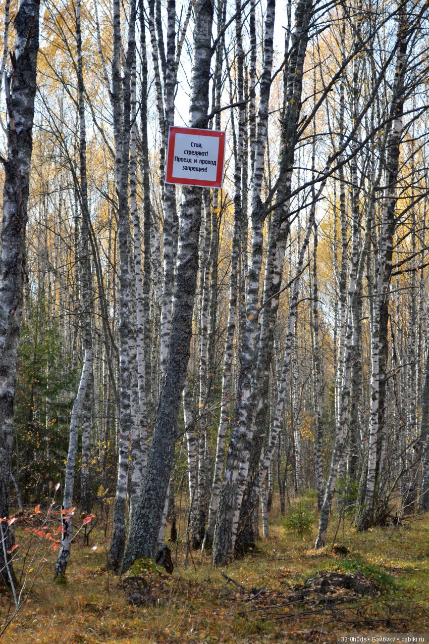 Октябрь уж наступил. Как Алина гуляла по осеннему лесу