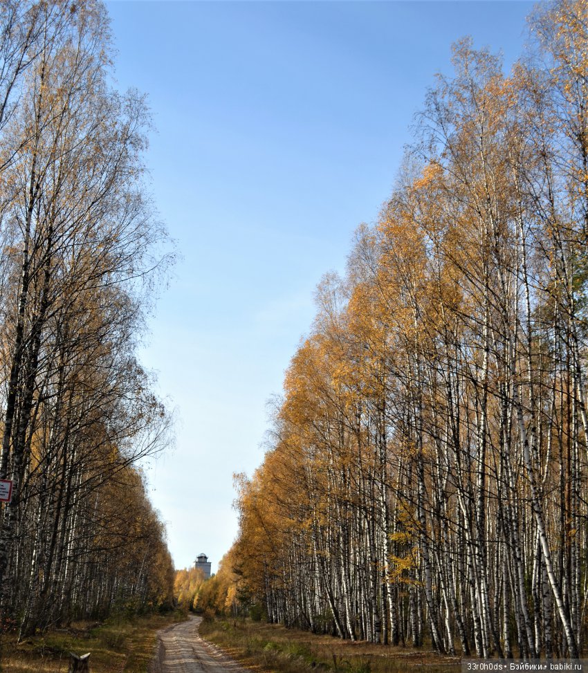 Октябрь уж наступил. Как Алина гуляла по осеннему лесу (фото 6)