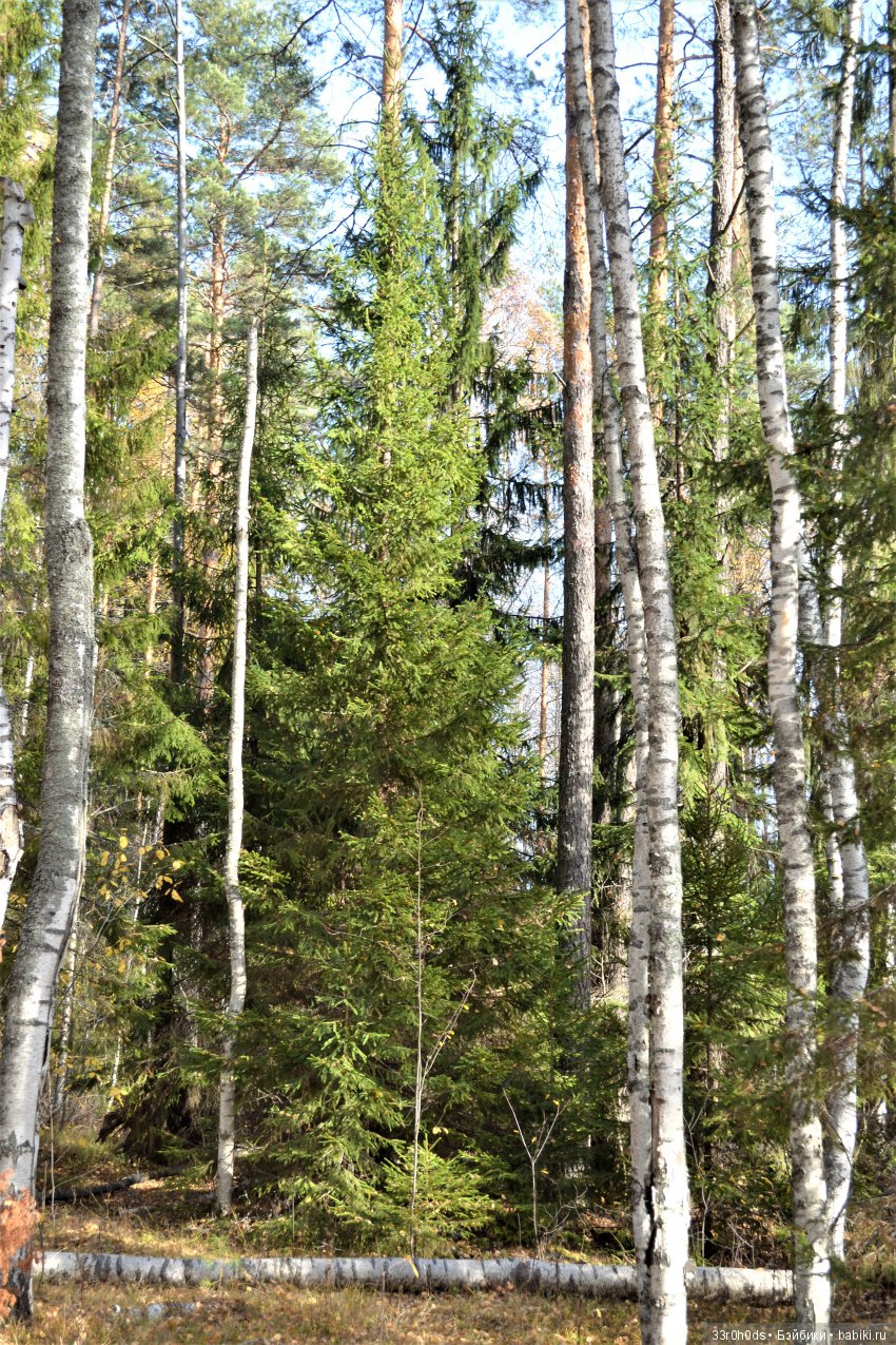 Октябрь уж наступил. Как Алина гуляла по осеннему лесу (фото 10)