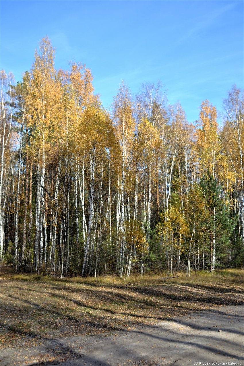 Октябрь уж наступил. Как Алина гуляла по осеннему лесу (фото 5)