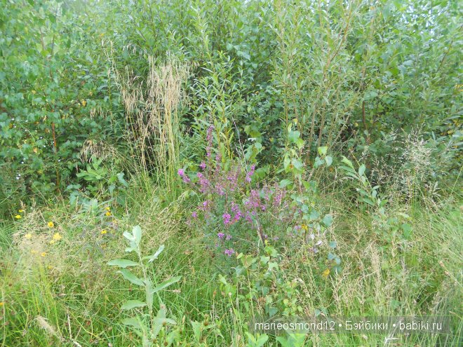 Отдых на озере Аргази вместе с моими лапулями Gotz