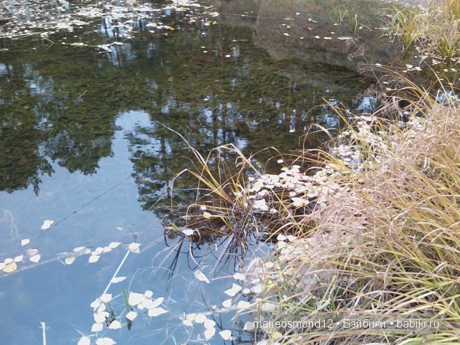 Капелька радуги среди хмурого осеннего дождя - Виолочка от Готц