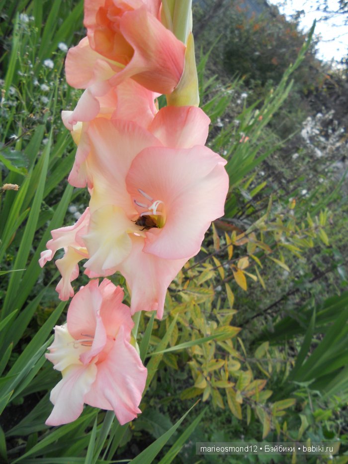 Последний осенний этюд в увядающем саду ( Kidz'n'Cats)