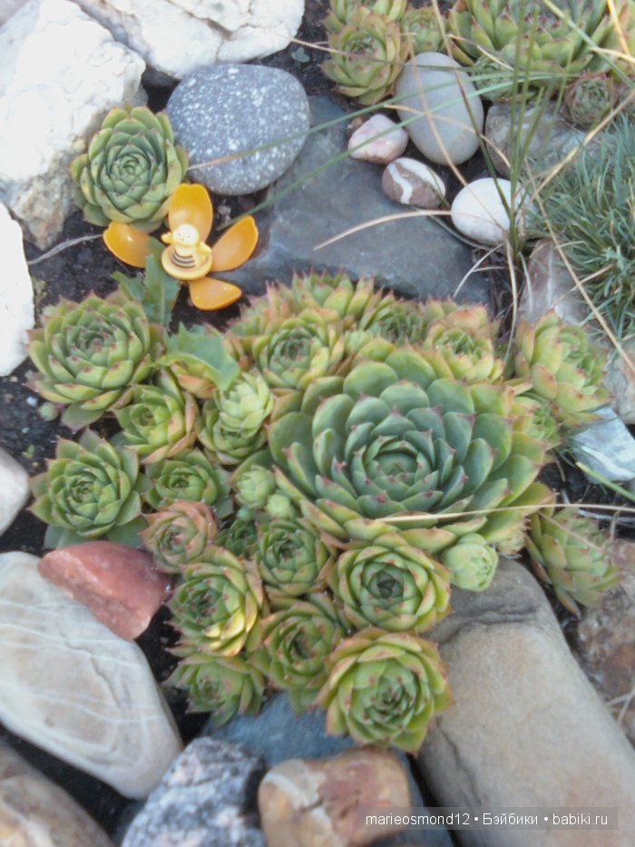 Последний осенний этюд в увядающем саду ( Kidz'n'Cats) (фото 5)