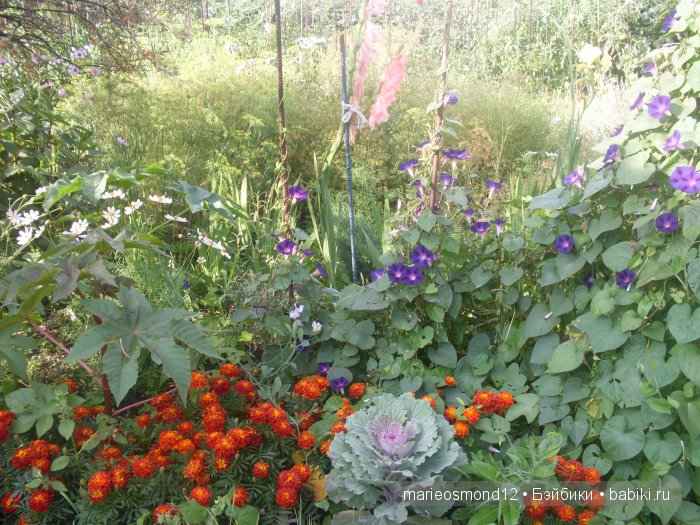 Последний осенний этюд в увядающем саду ( Kidz'n'Cats)