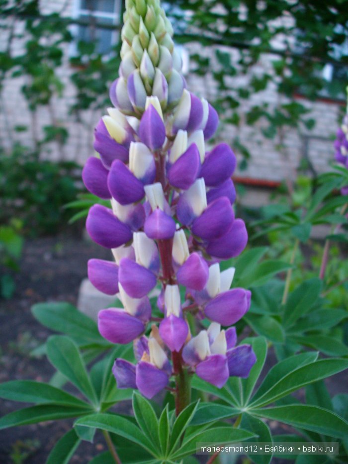 Последний осенний этюд в увядающем саду ( Kidz'n'Cats)