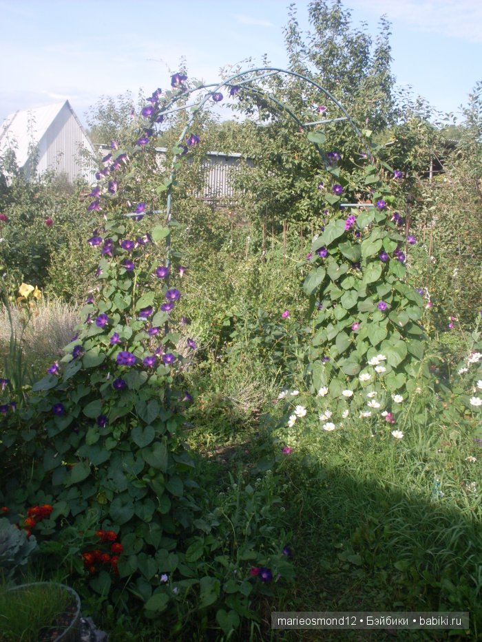 Последний осенний этюд в увядающем саду ( Kidz'n'Cats)