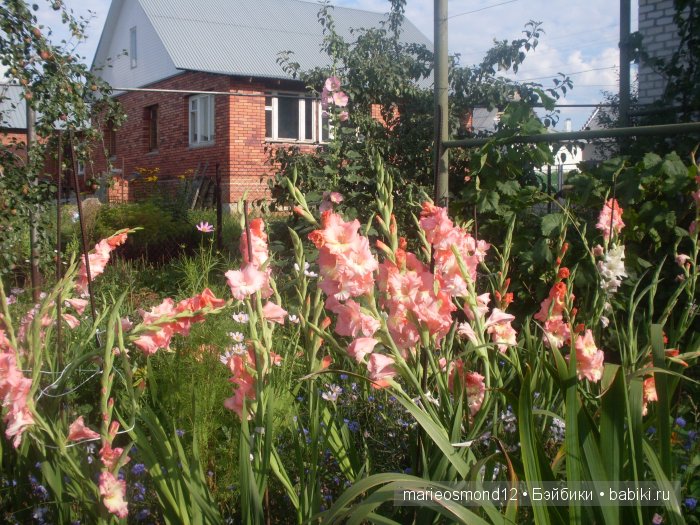 Последний осенний этюд в увядающем саду ( Kidz'n'Cats)