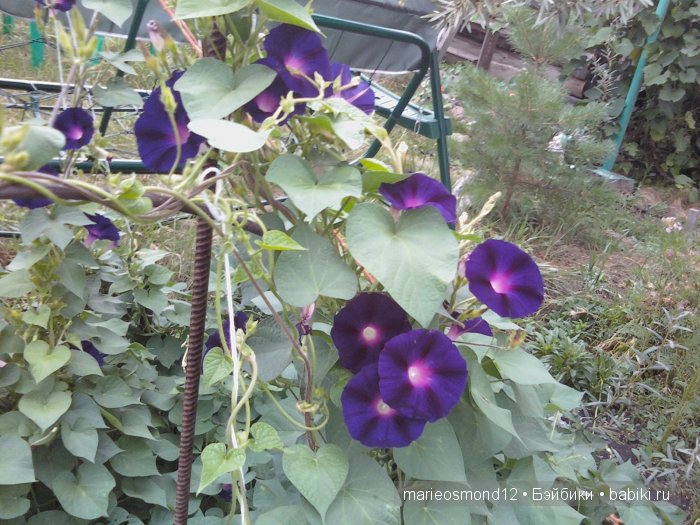 Последний осенний этюд в увядающем саду ( Kidz'n'Cats)