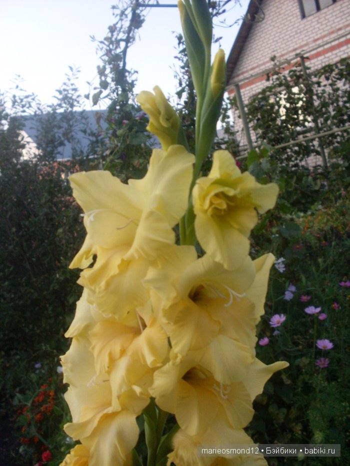 Последний осенний этюд в увядающем саду ( Kidz'n'Cats)