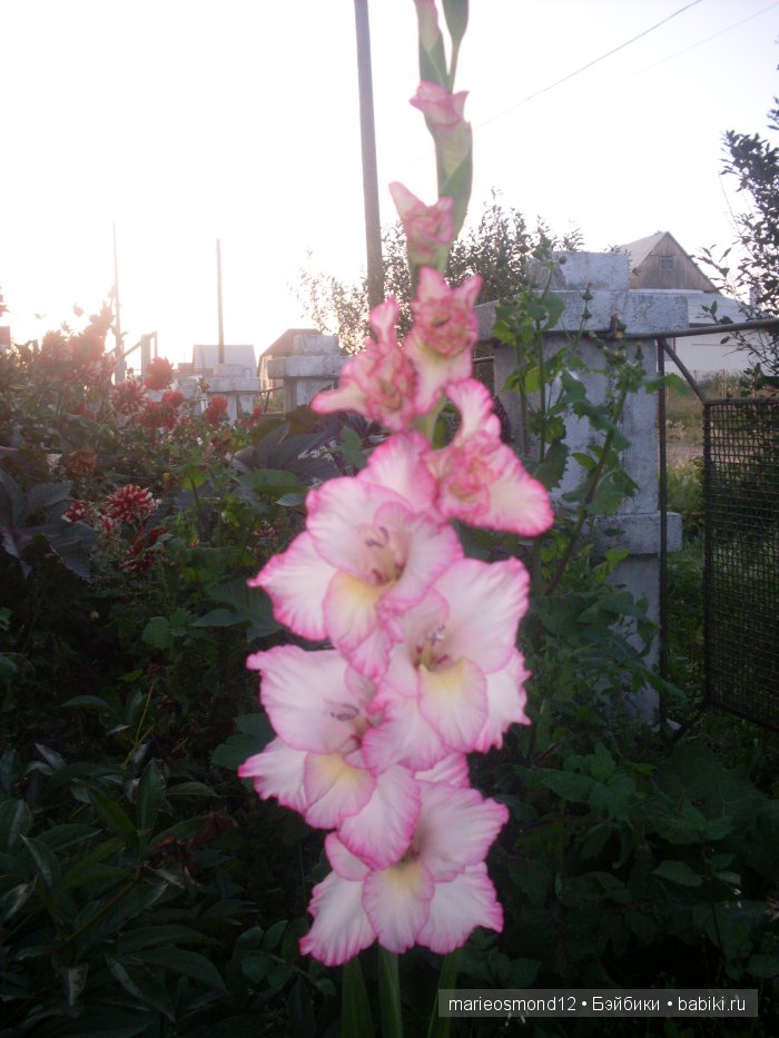 Последний осенний этюд в увядающем саду ( Kidz'n'Cats)