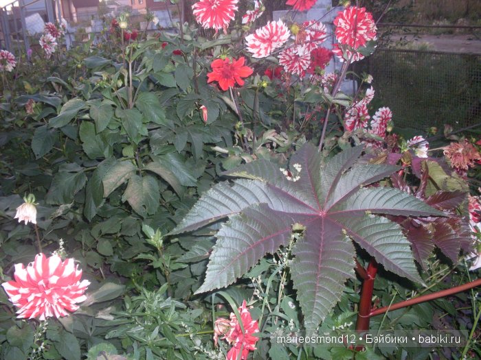 Последний осенний этюд в увядающем саду ( Kidz'n'Cats)