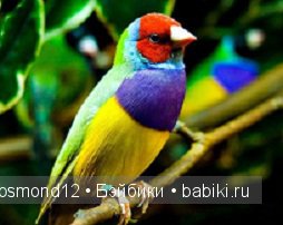 "Радуга-дуга" — Интересное и необычное: фотоподборки