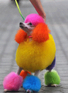 "Радуга-дуга" — Интересное и необычное: фотоподборки