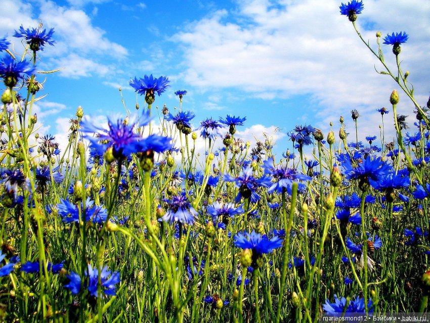 Топик- ваши работы. Flashmob - Мой летний день 2017 (фото 2)