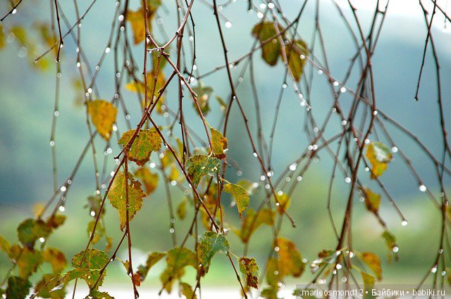 Топик- ваши работы. Flashmob - "Вот и осень пришла" 2017 (фото 5)