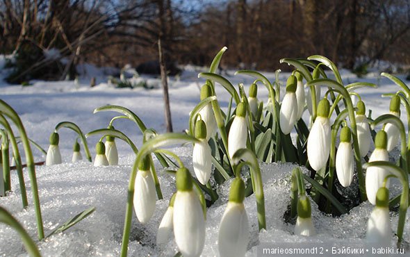 Флэшмоб "Весенняя прогулка" (фото 5)