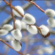 Флэшмоб  "Весенняя прогулка"