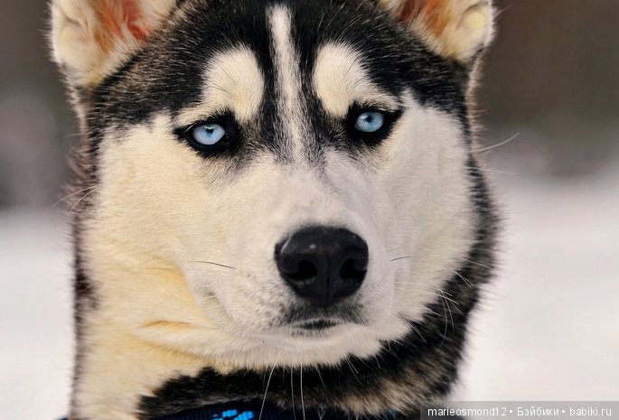 Сегодня у меня маленькое событие - 7 лет на сайте | Бэйбики Сегодня у меня маленькое событие - 7 лет на сайте (фото 7)