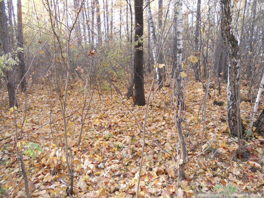 Злата и Золотая осень — Игровые куклы разных производителей (Разное): редкие бренды