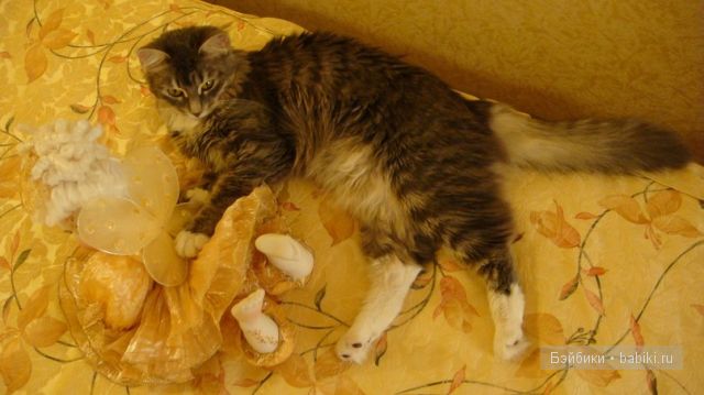 Мари Осмонд