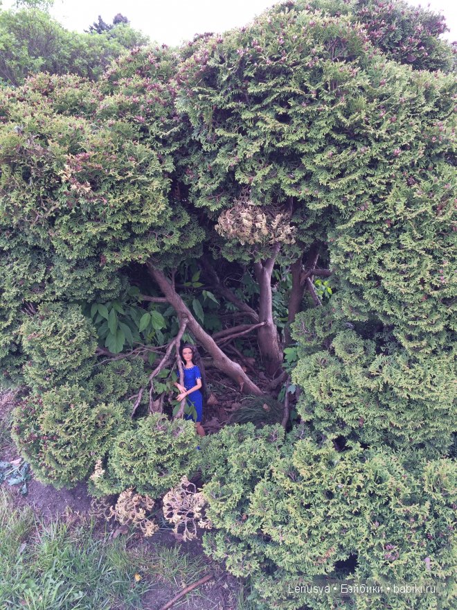 Весенняя прогулка Джонкуил от Роберта Тоннера (фото 5)