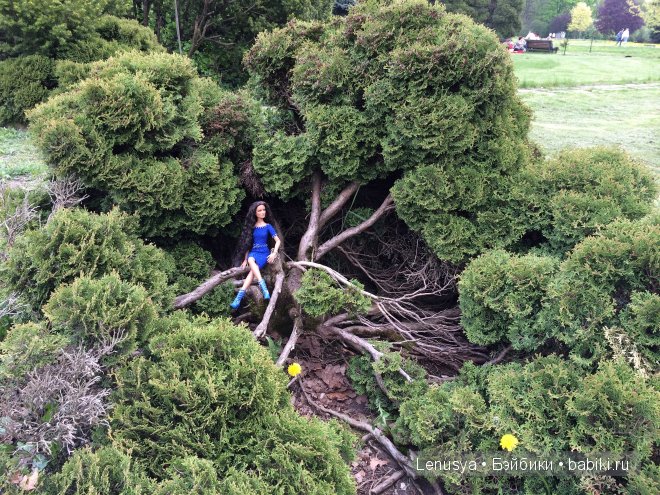 Весенняя прогулка Джонкуил от Роберта Тоннера (фото 4)