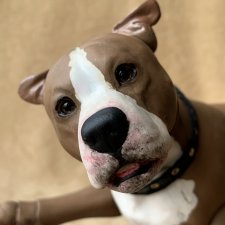 Продам фарфорового бжд пса - стаффордширский терьер мальчик