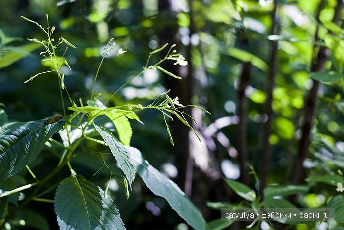 Характер Джулианы от фирмы Asi