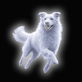 В свете самой яркой звезды. Ч6. Сюрпризы