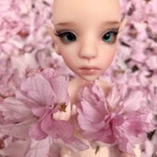 Ветер вишневых лепестков