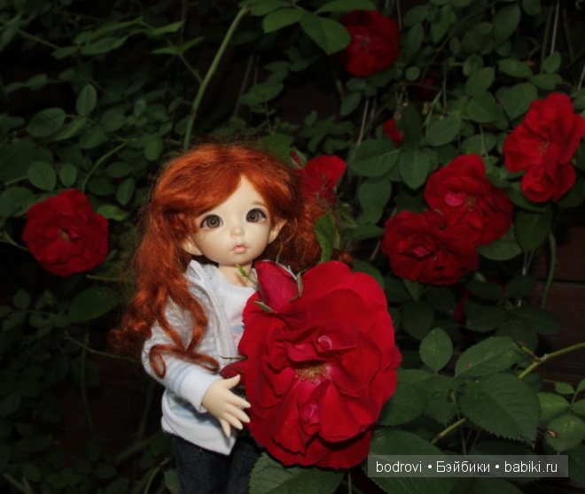 БЖД,LittleFee Ante Elf,DongDong DollZone,Pupu,Soso