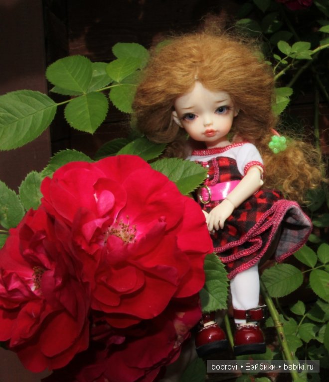 БЖД,LittleFee Ante Elf,DongDong DollZone,Pupu,Soso