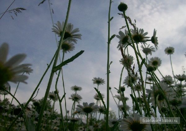 "Звезда Подиума" Маргарита"