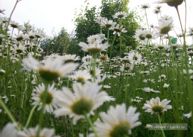 "Звезда Подиума" Маргарита"