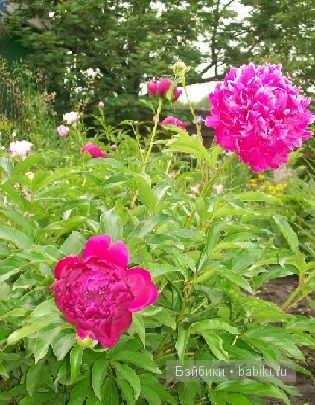 "Звезда Подиума" Маргарита"