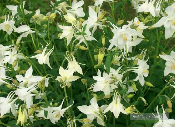 "Звезда Подиума" Маргарита"