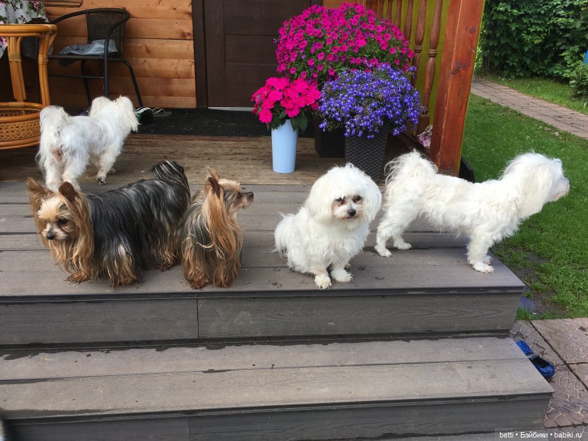 а это мои,одной уже нет,младшей йорочки,ей было почти 11 лет