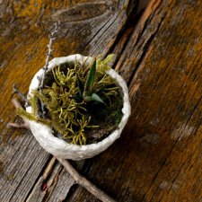 Кусочек природы в доме