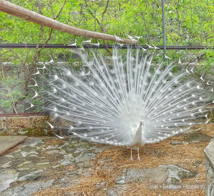 Крым. Поляна сказок — Туризм и путешествия: фотоотчеты из поездок