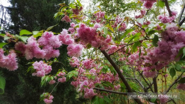 Крым. Поляна сказок — Туризм и путешествия: фотоотчеты из поездок