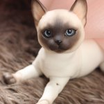 Закрыто. Коллективный заказ за котятами Iplehouse