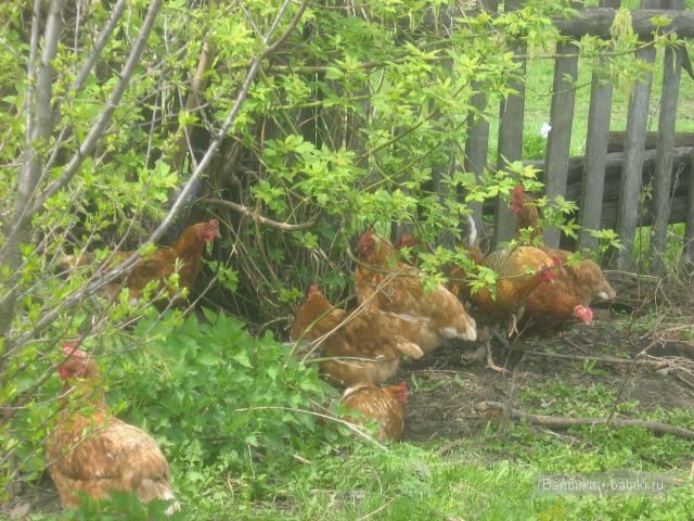 Весна в деревне | Бэйбики Весна в деревне — Куклы Bratz (Братц) и Moxie Girlz: MGA