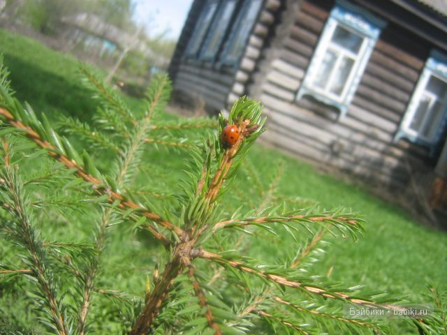 Весна в деревне | Бэйбики Весна в деревне — Куклы Bratz (Братц) и Moxie Girlz: MGA (фото 10)